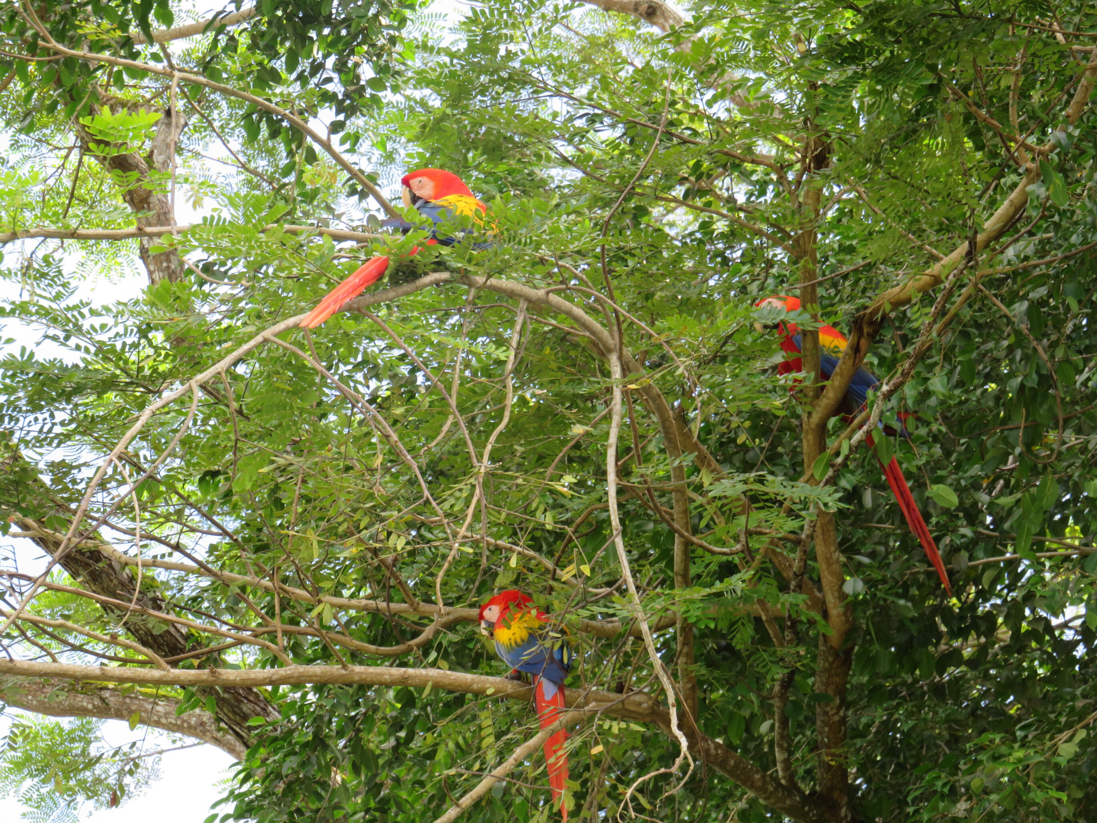 Un arbre sur lequel sont perchés trois oiseaux aux couleurs vives.