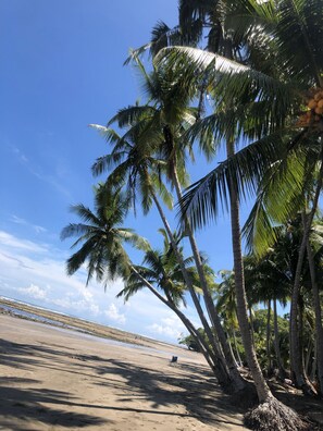 A beach with palm trees and a clear sky.