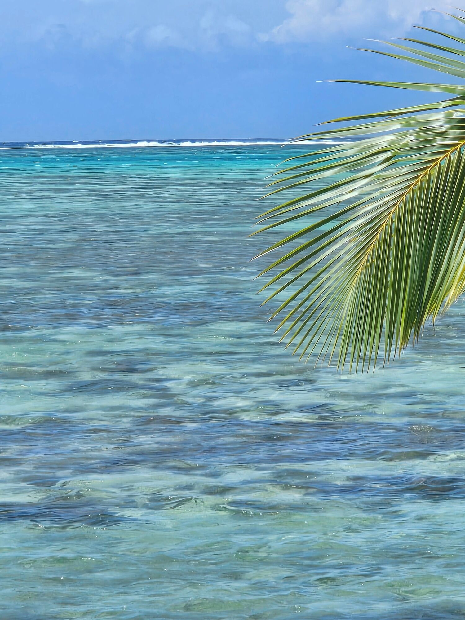 A clear view of turquoise ocean water with a palm leaf in the foreground.