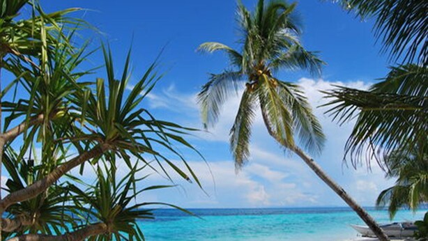 A beach with palm trees and clear blue water. - Purple Snapper Dive Resort - Hostel/backpacker Accommodation (Daanbantayan)
