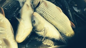 A close-up of several fish, likely in a market or storage setting. - Remarkable 1-Bed Apartment in Huntingdon (Huntingdon)
