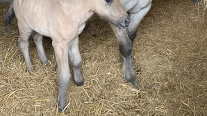 A stable with a white horse and a foal. - Remarkable 1-Bed Apartment in Huntingdon (Huntingdon)