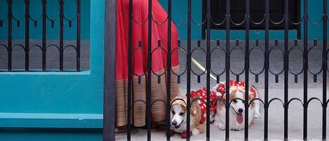 Pet-friendly
