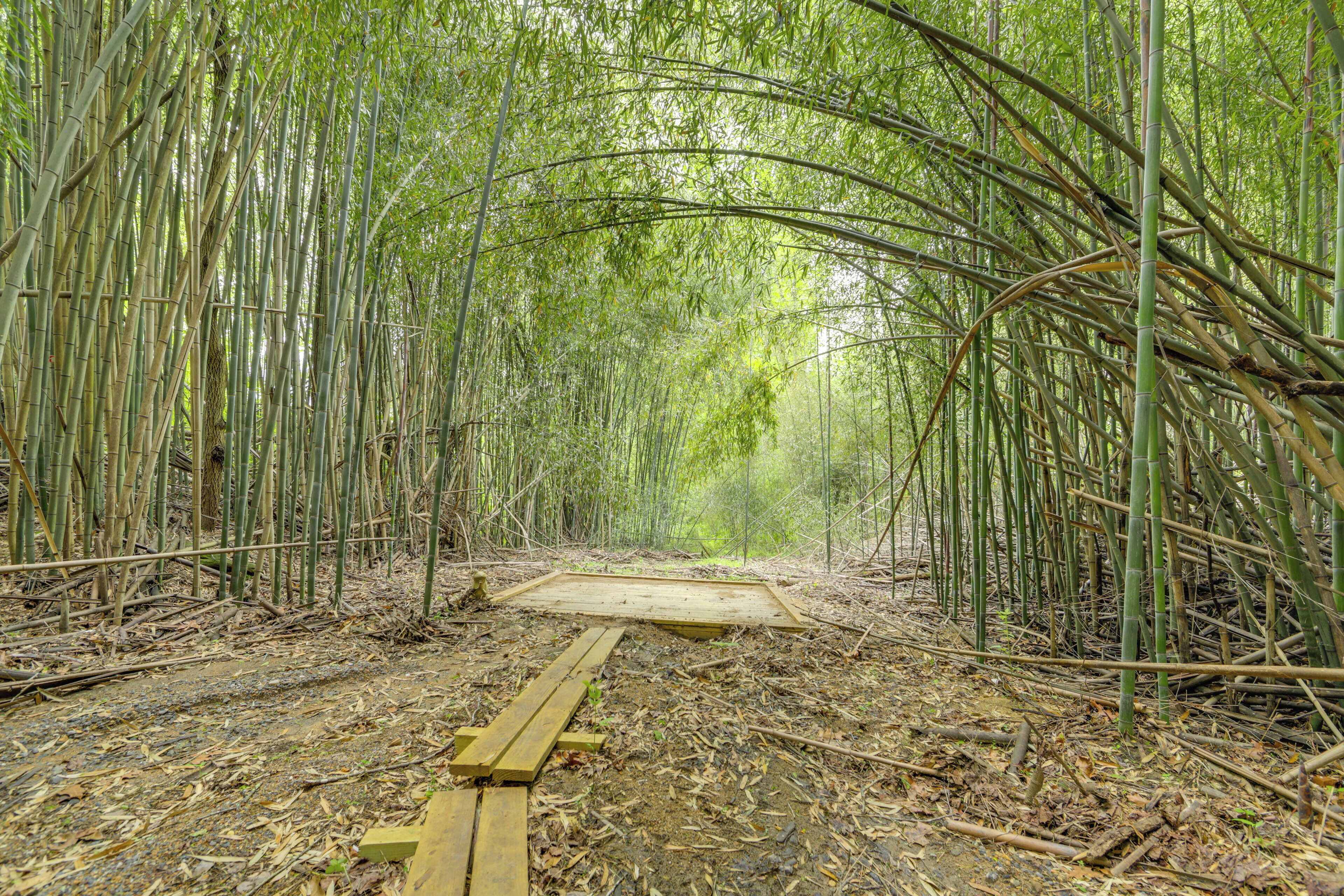 Un sendero en un bosque de bambú con un banco de madera.