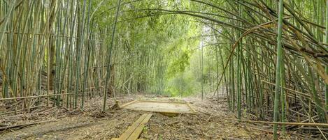 Un sendero en un bosque de bambú con un banco de madera.
