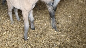 Un écurie où se trouvent un cheval blanc et un poulain, tous deux debout sur une litière de paille.