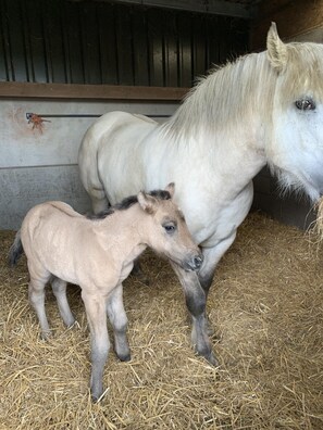Apartment | Property grounds