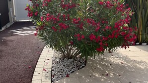 Ein Gartenbereich mit einem blühenden Strauch, einem gepflasterten Weg und einem weißen Zaun.