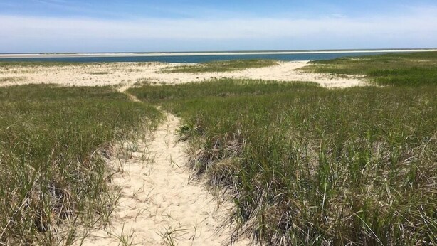 A sandy beach with a clear path through tall grass leading to the water. - Private Beach Front Chatham Rental Close To Everything RPAM054 (Chatham)
