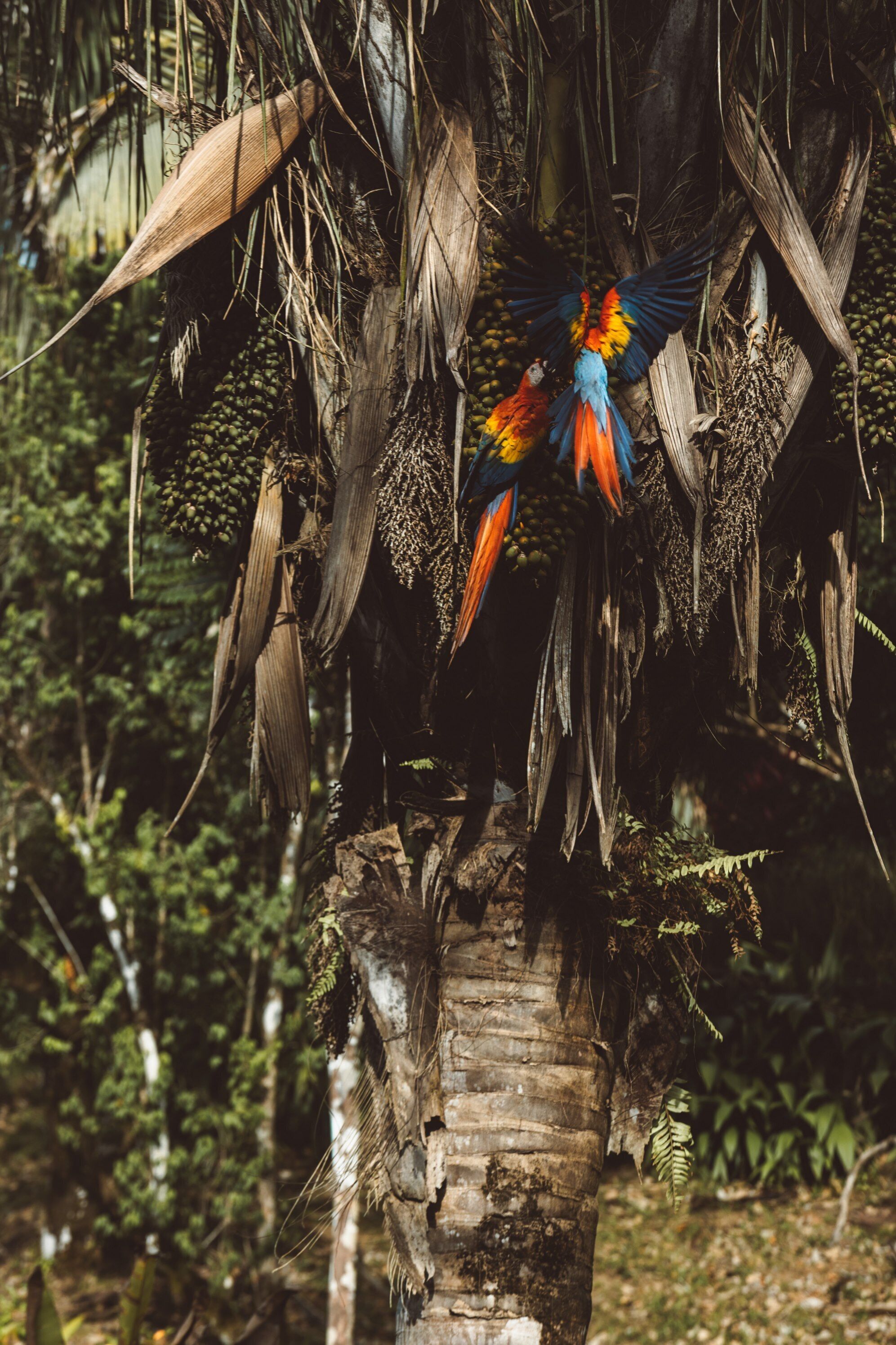 A bird perched on a tree branch with a dense, green background.