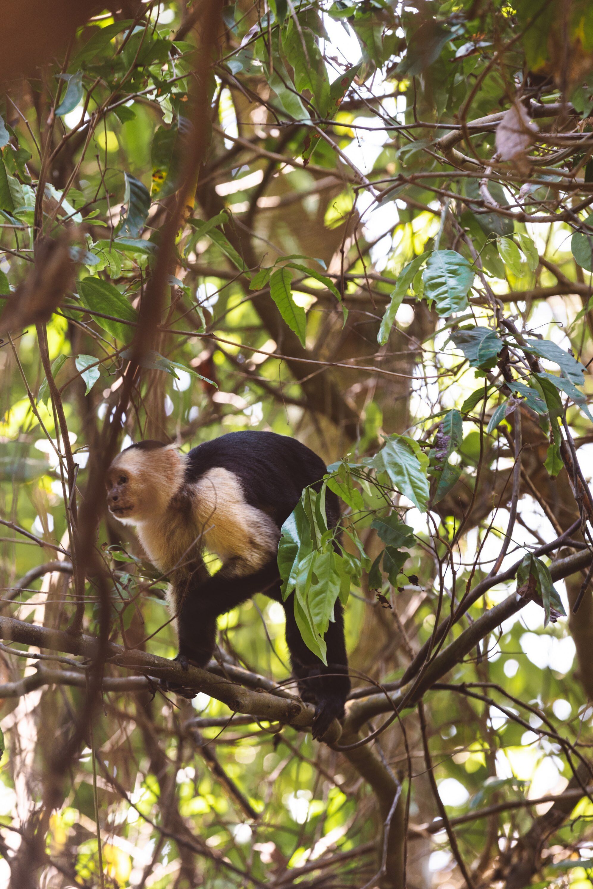 A monkey in a dense forest with thick foliage and branches.