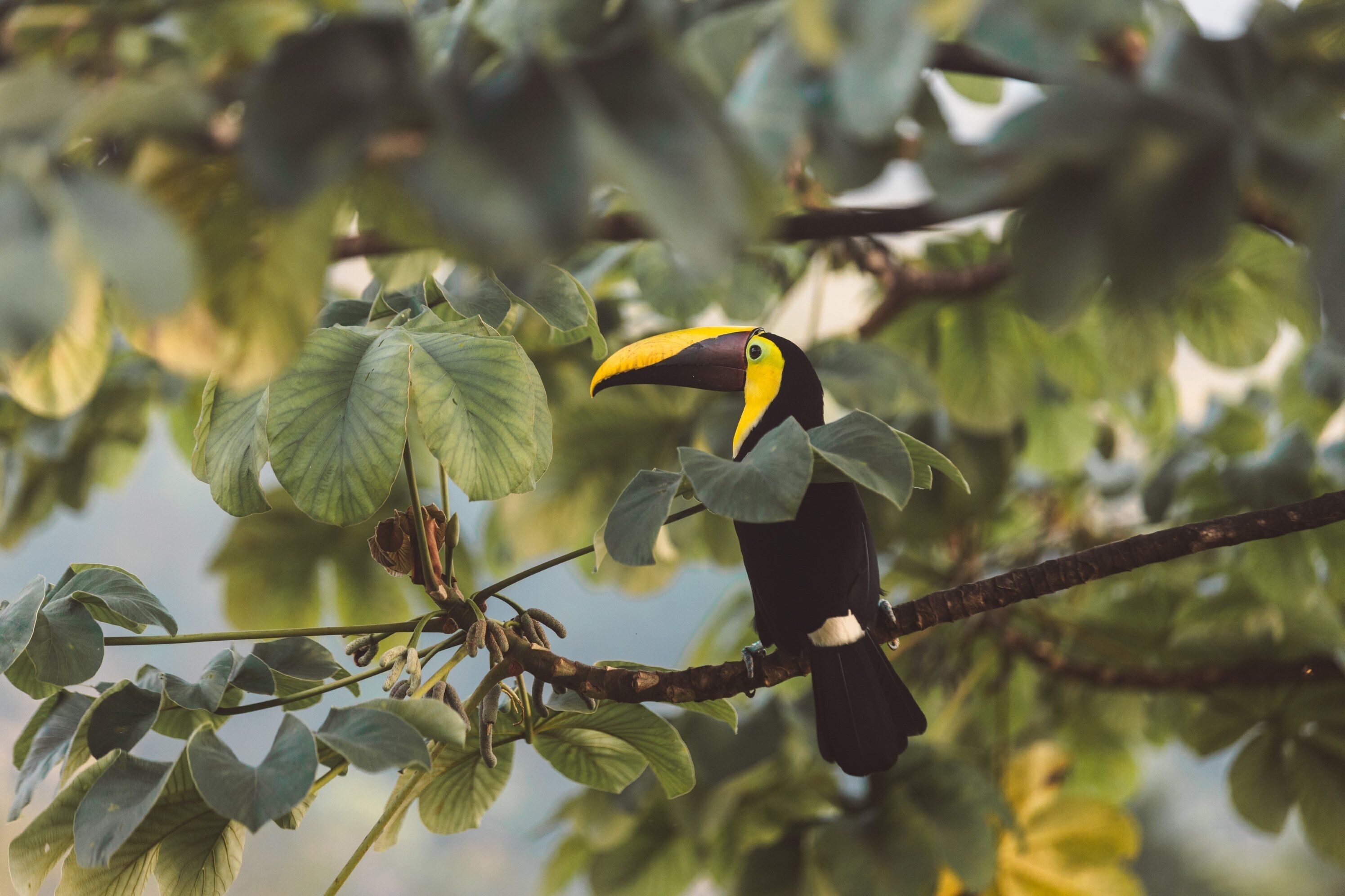 Um tucano pousado em um galho com folhas verdes.