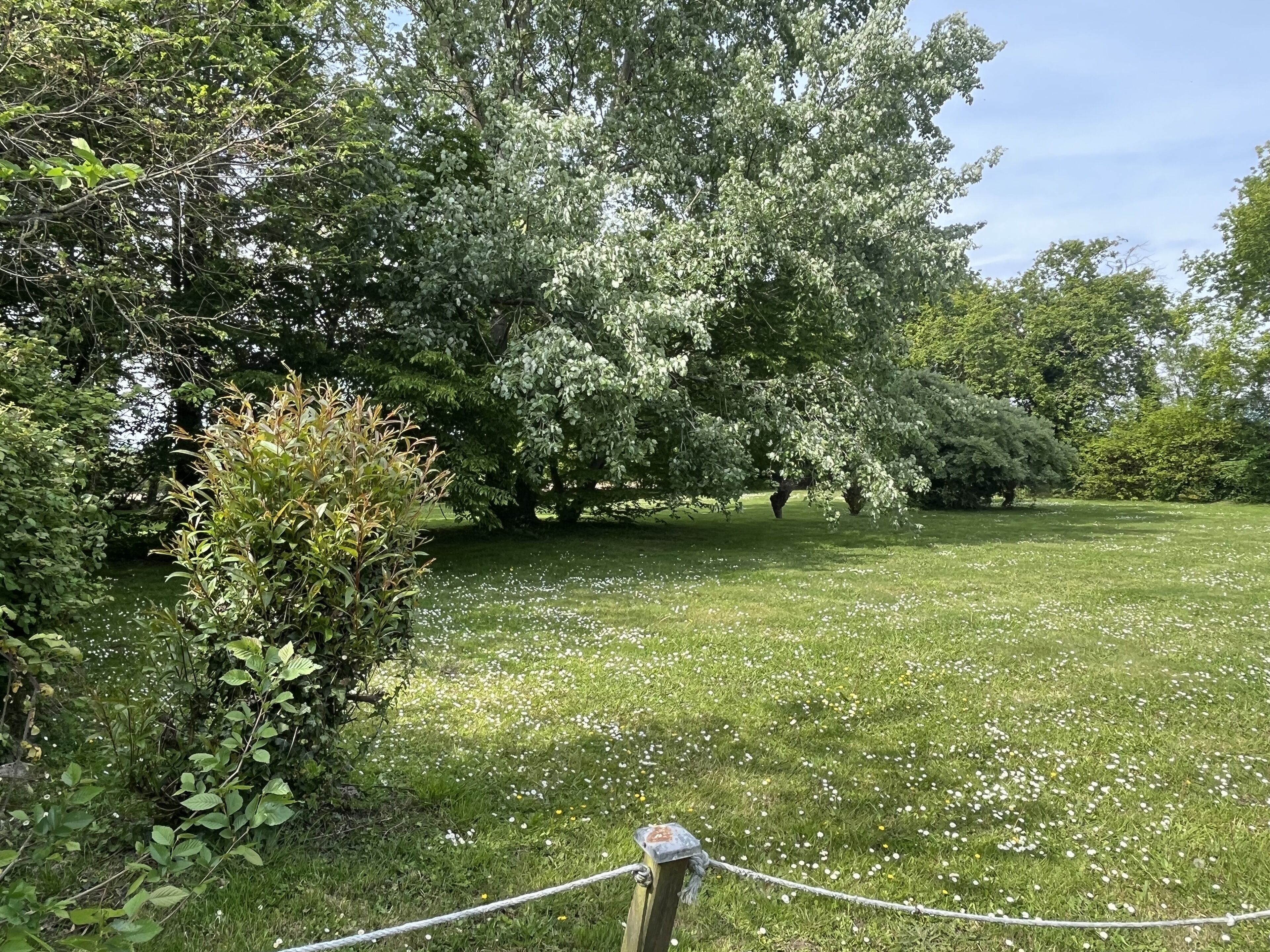 Una zona verda amb gespa, arbres i una tanca de corda.