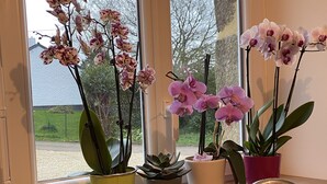 Ein Fensterbrett mit verschiedenen Blumentöpfen, darunter Orchideen und ein Strauß lila Rosen.
