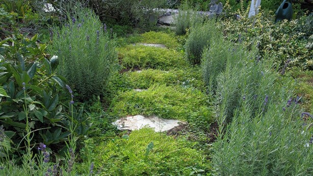 Un sendero en un jardín con plantas variadas y una estatua.