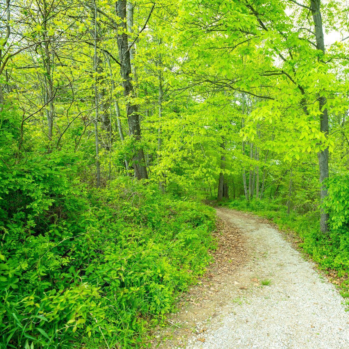 A gravel path through a forest with dense green foliage and trees.