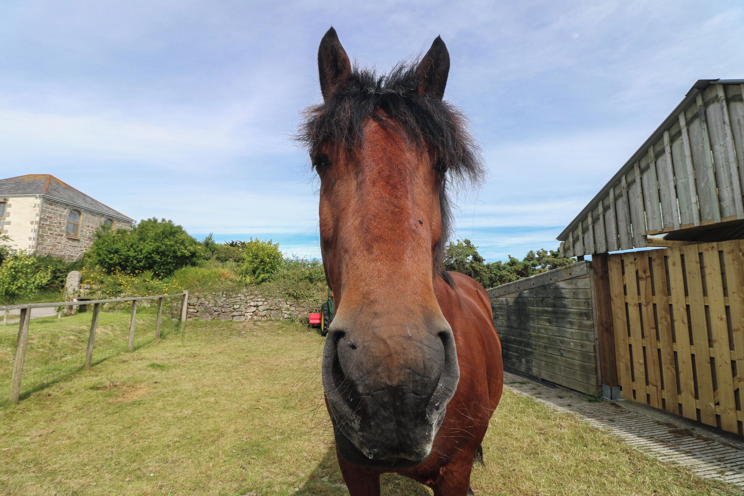 A horse in a fenced area with a stone wall and a wooden building in the background.