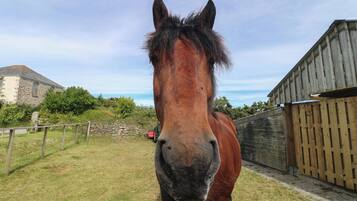 A horse in a fenced area with a stone wall and a wooden building in the background.