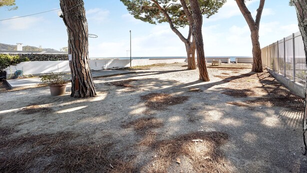 A sandy outdoor area with trees, a potted plant, and a metal fence.