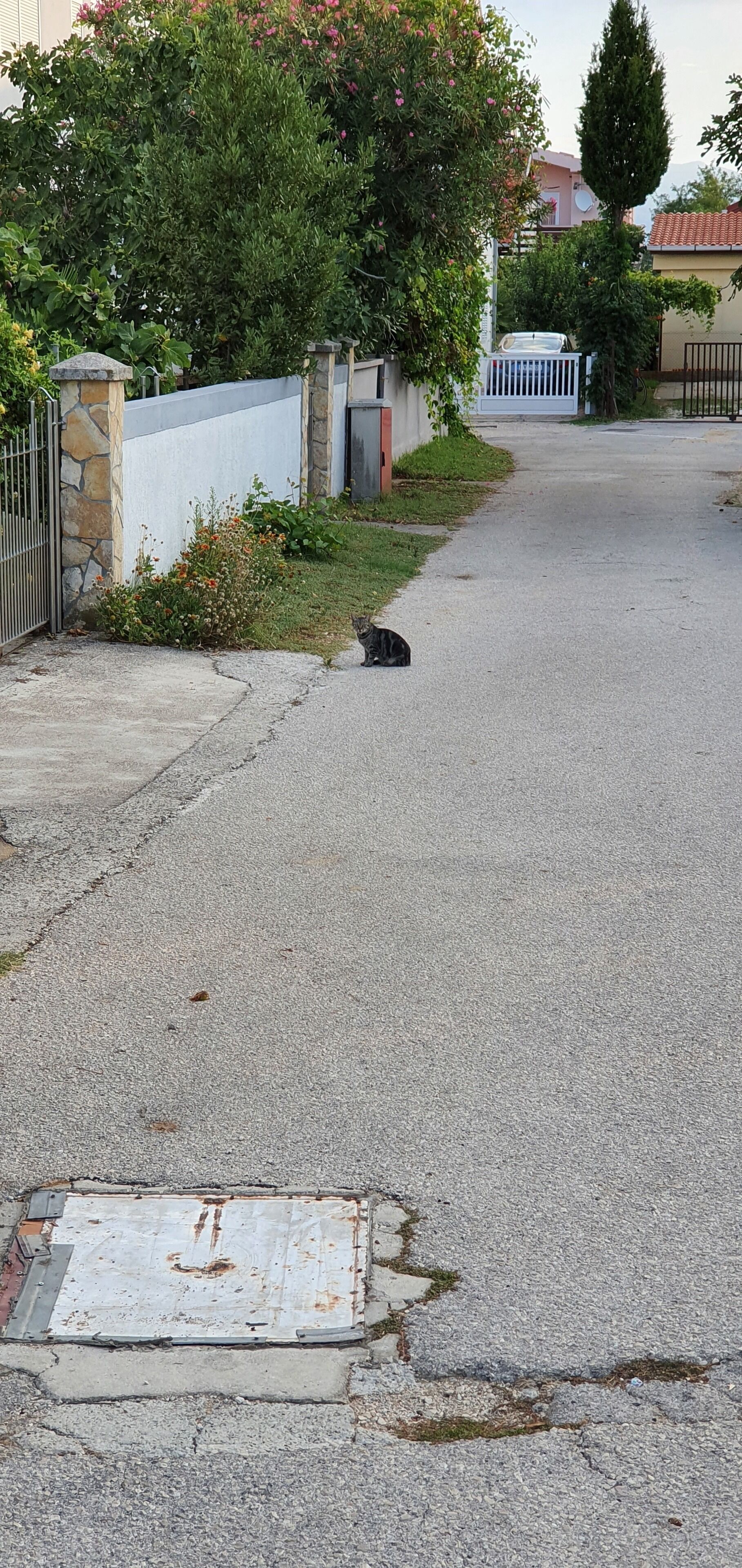 A residential street with a cat on the sidewalk, a stone wall, and a metal gate.