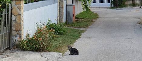 A residential street with a cat on the sidewalk, a stone wall, and a metal gate.