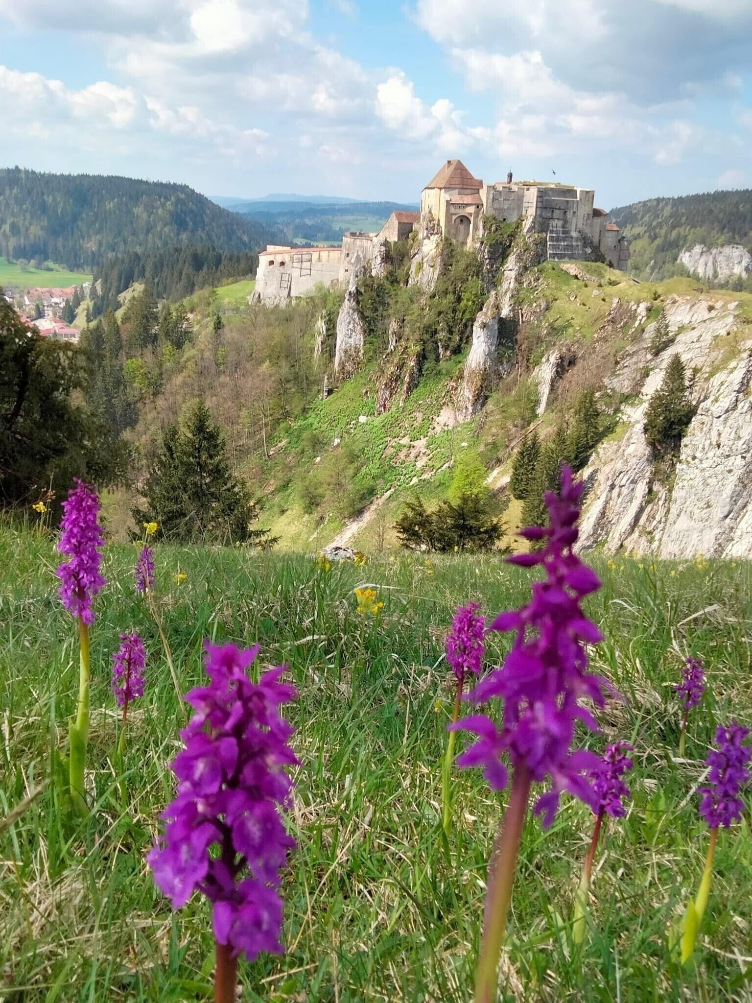 Un château perché sur une colline, avec une pelouse verdoyante au premier plan et des fleurs violettes.