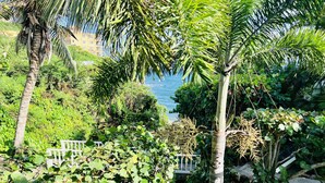 Un exuberante jardín con un banco, palmeras y vistas al agua.