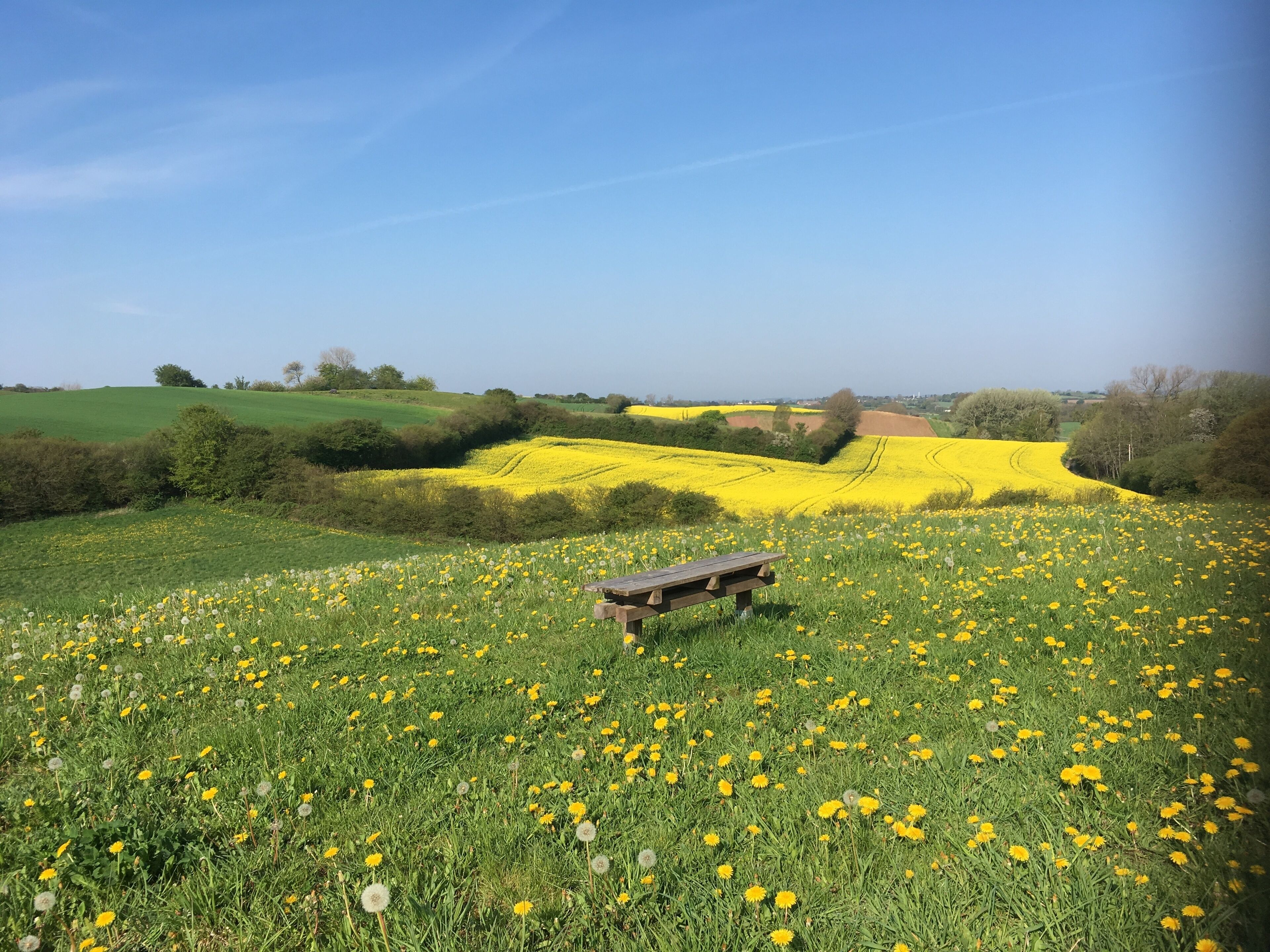Un paysage rural avec un banc en bois dans un champ de fleurs jaunes, entouré de prairies verdoyantes et d’arbres.