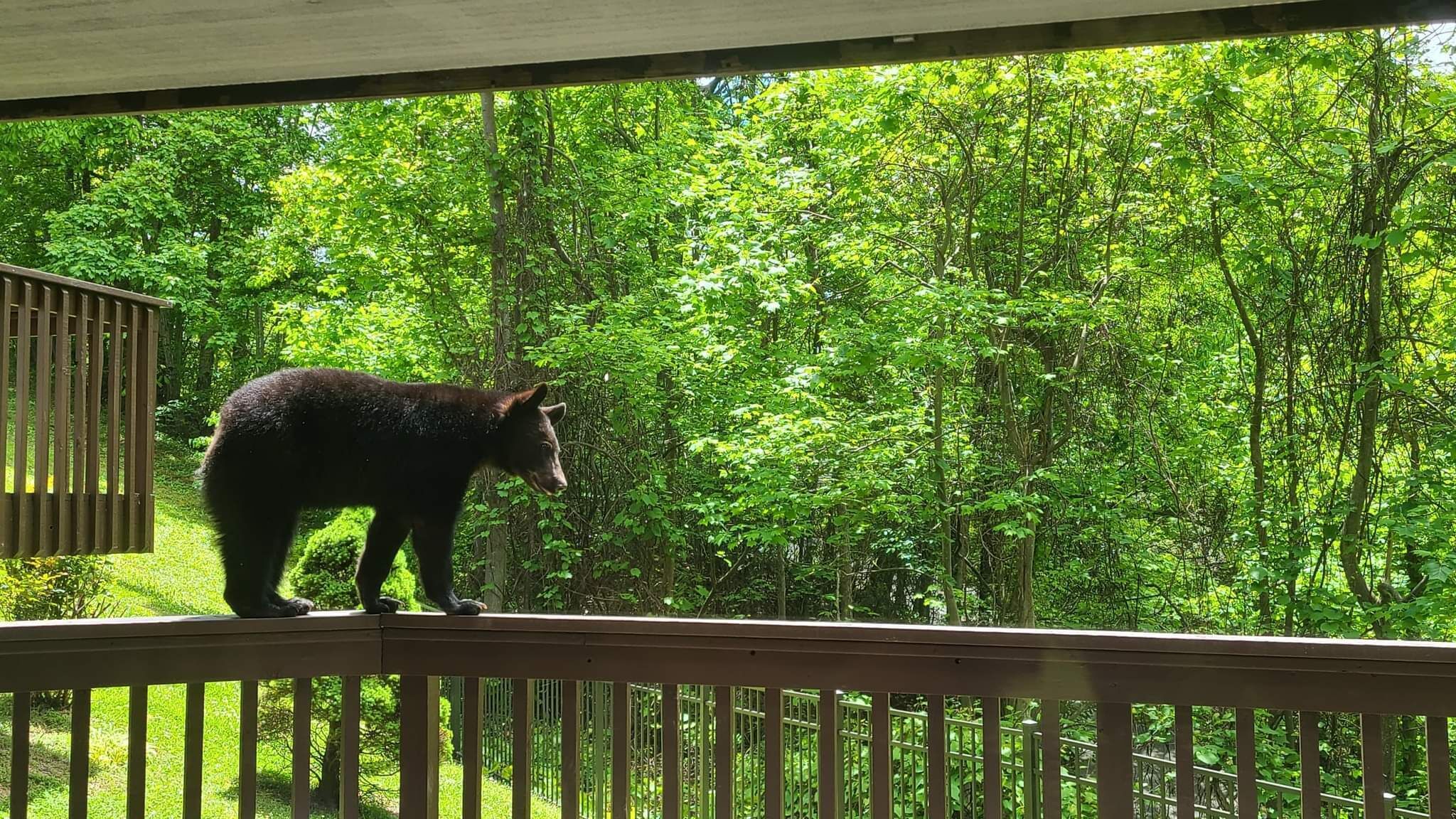 Gatlinburg 🐻3 miles from strip ☕️Coffee Bar😍10 minutes to Pigeon Forge 🐾