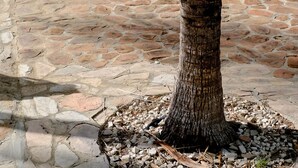 A tree with a sign that reads "NO SCUBA GEAR OR TANKS". - Villa Olivia Poolside, Dive villa, 300 m from the Ocean! (Kralendijk)
