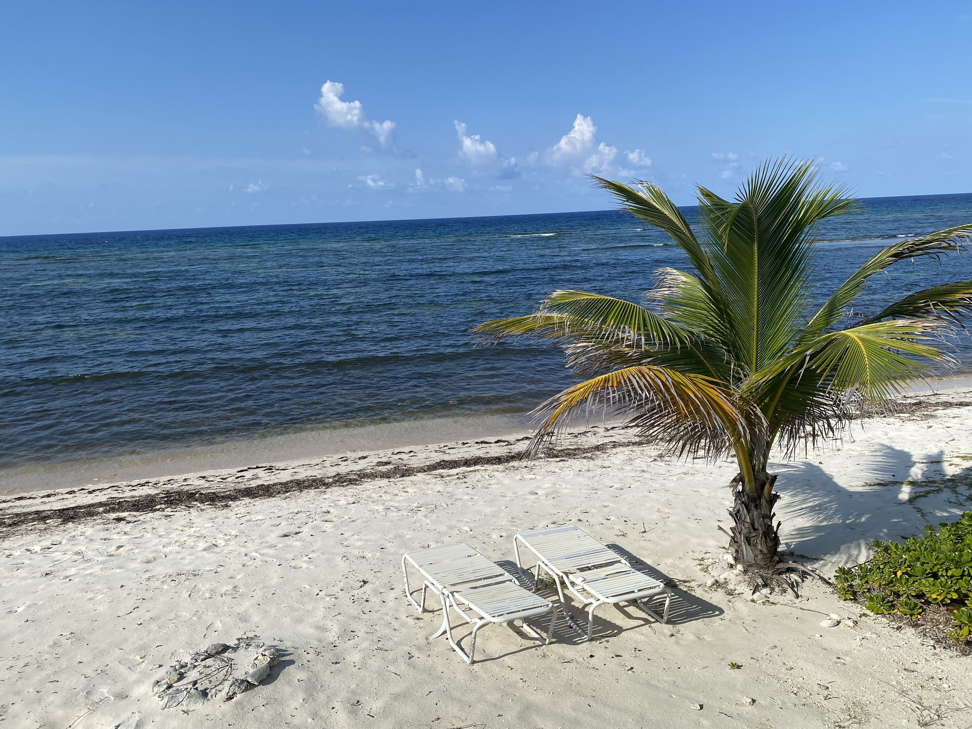 Una platja amb seients de bany i una palmera.