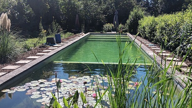 A rectangular pool with a green surface, surrounded by lush greenery and trees. - La petite maison (Wolfgantzen)