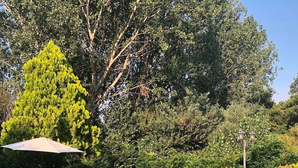 A swimming pool with lounge chairs and an umbrella, surrounded by lush greenery and a lamp post. - Finca vergel ****.HABITACIONES. bed and breakfast.  SIERRA DE GATA (sierra de gata)