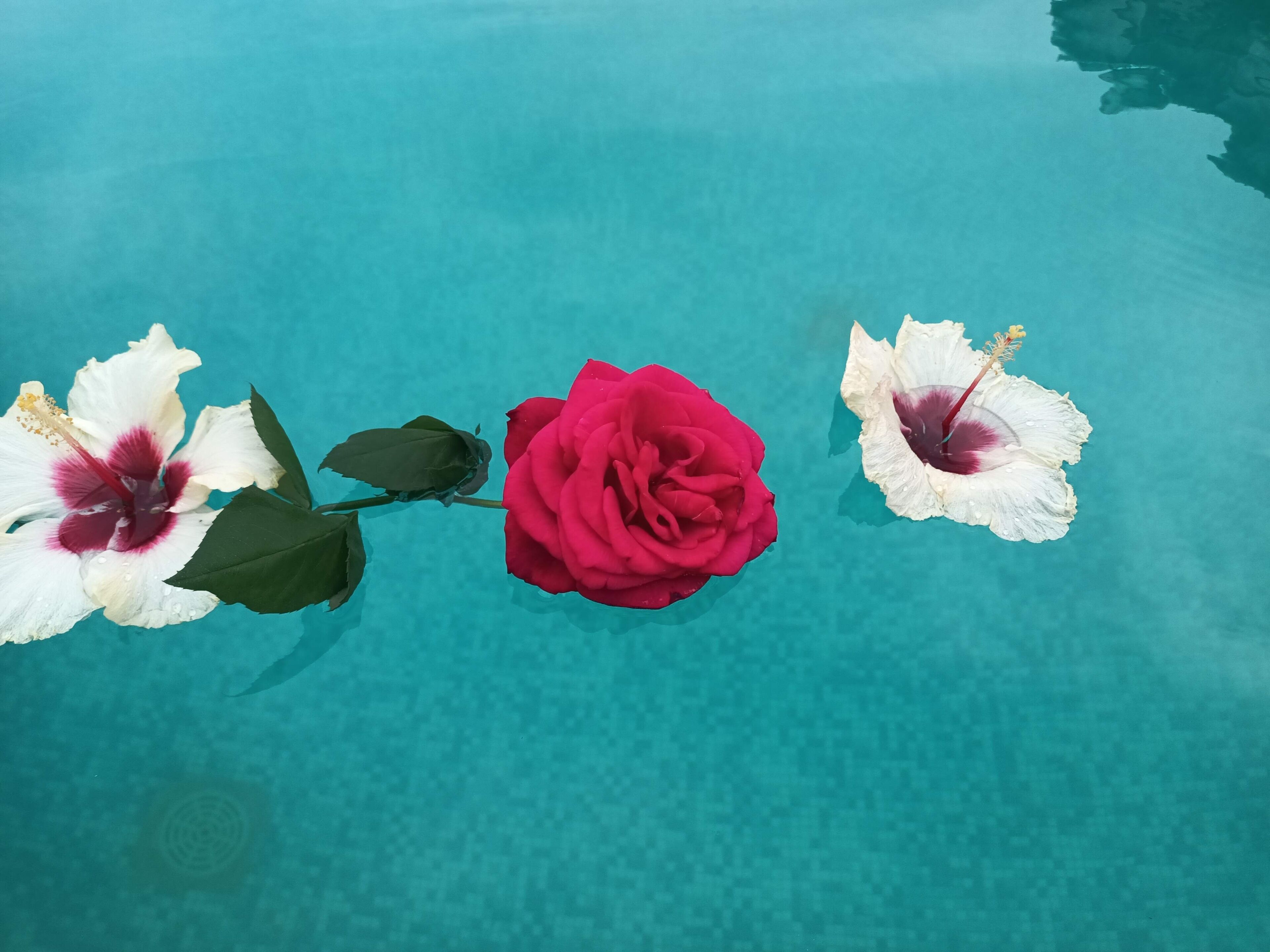 Una piscina con agua cristalina y tres flores: dos blancas con centros rojos y una roja.