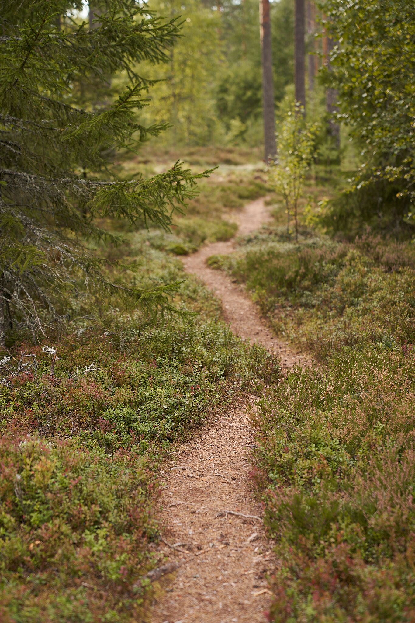 A forest path surrounded by dense vegetation and trees.