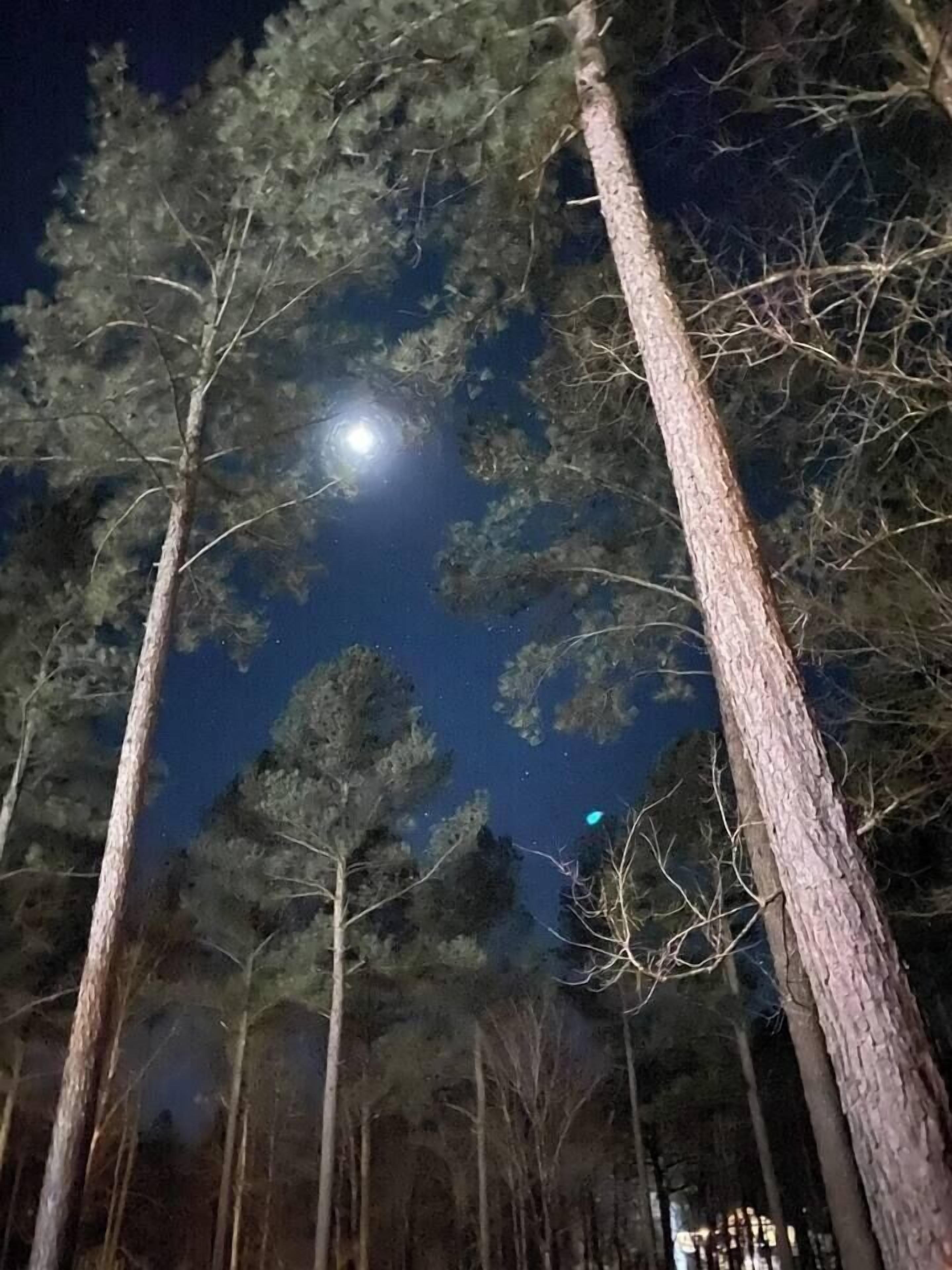 Een nachtscène met hoge bomen en een zichtbare maan aan de hemel.