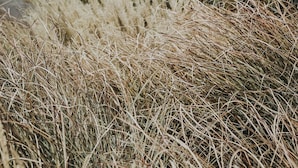 A modern building with a wooden exterior and a green roof, surrounded by dry grass and trees.