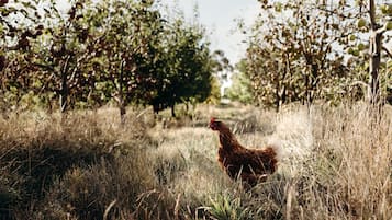 Een kip die door een veld met hoog gras en bomen loopt.