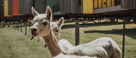 A group of sheep in a grassy area with modern buildings in the background.