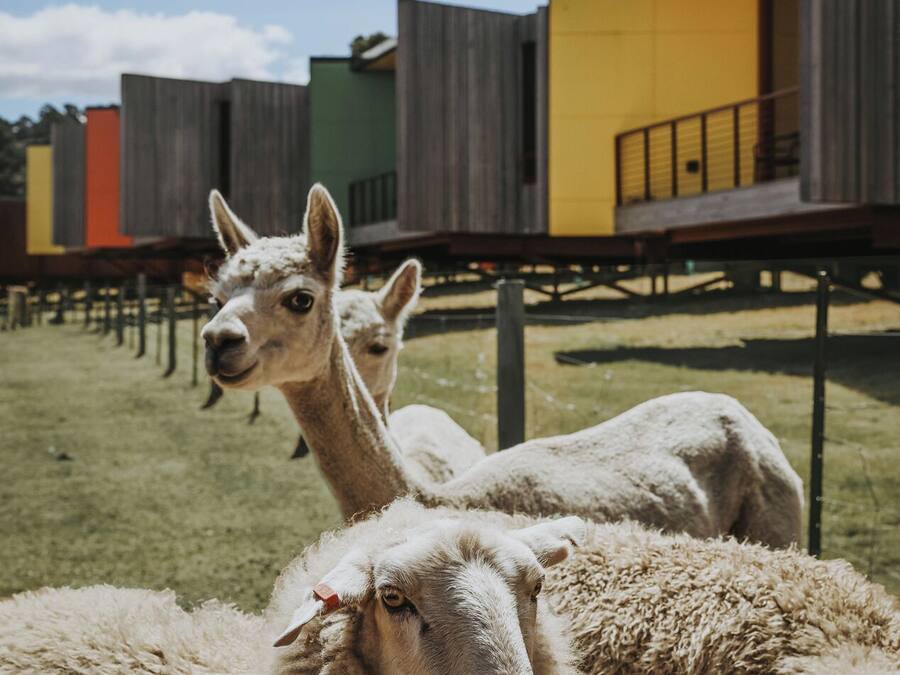 A group of sheep in a grassy area with modern buildings in the background.