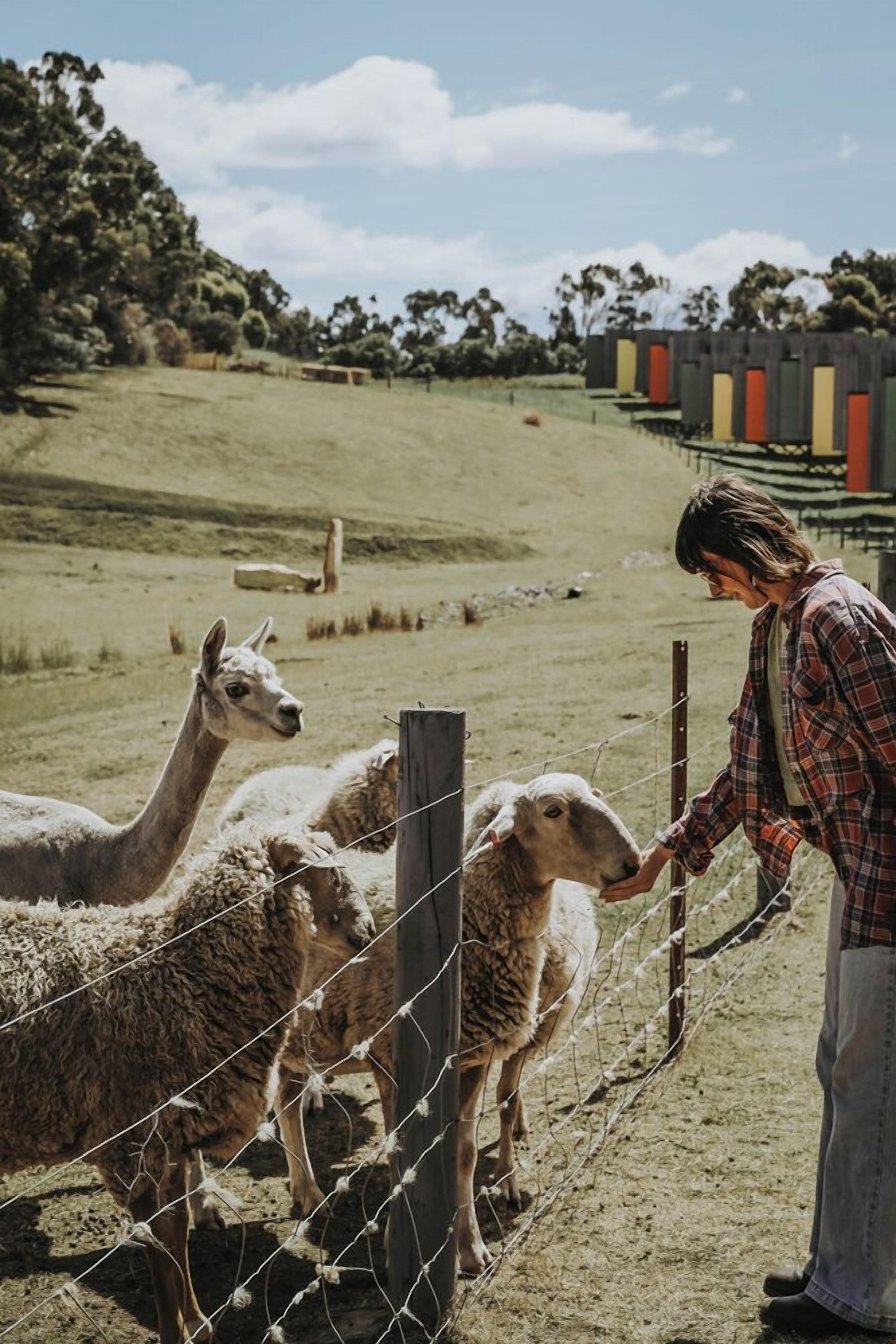 A person interacting with llamas and sheep near a fence in a rural setting.