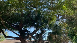 Un edificio con camino de grava, una palmera y un pequeño jardín.