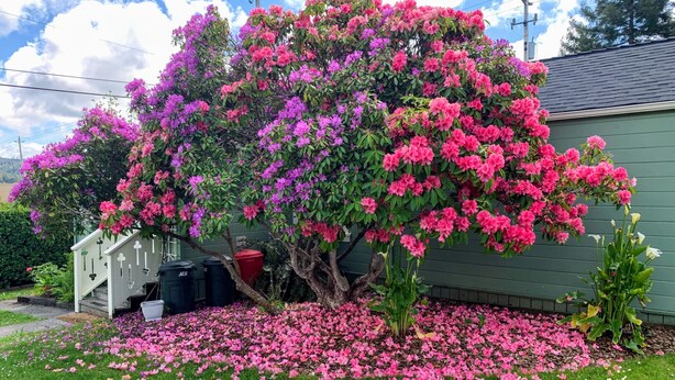 A house with a large flowering tree in front, a covered porch, and a green exterior wall.