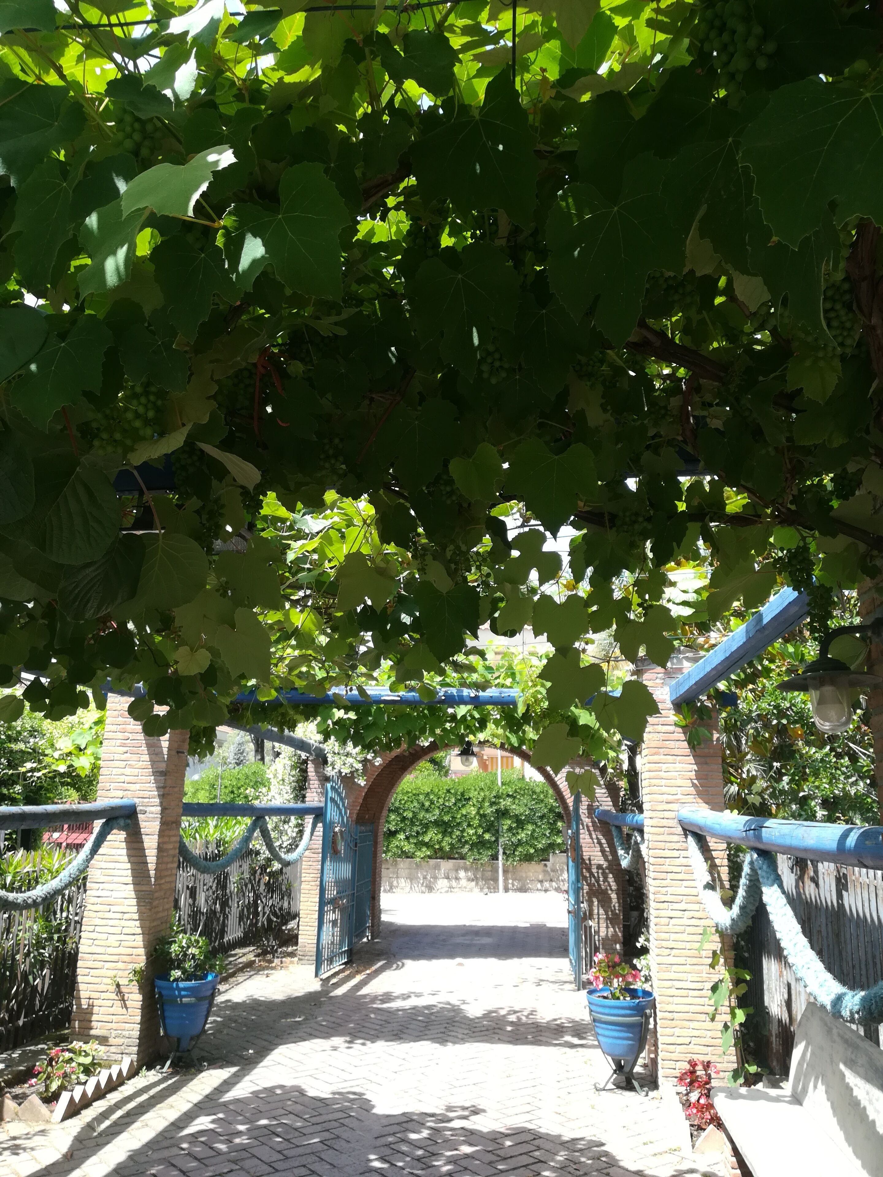 An outdoor pathway under a vine-covered archway with brick walls and blue railings.