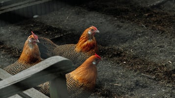 Three chickens in a pen with a wooden structure in the foreground.
