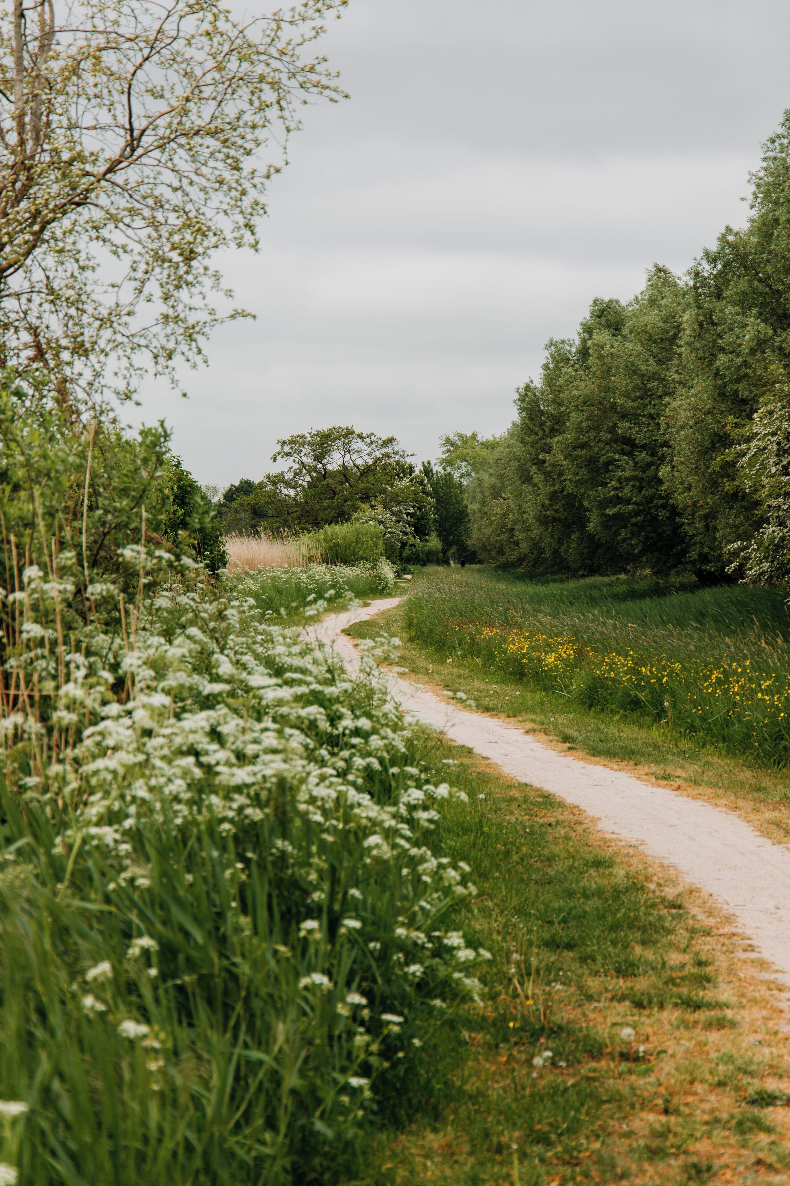 A dirt path winding through a lush green field with wildflowers and trees.