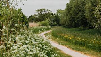 A dirt path winding through a lush green field with wildflowers and trees.