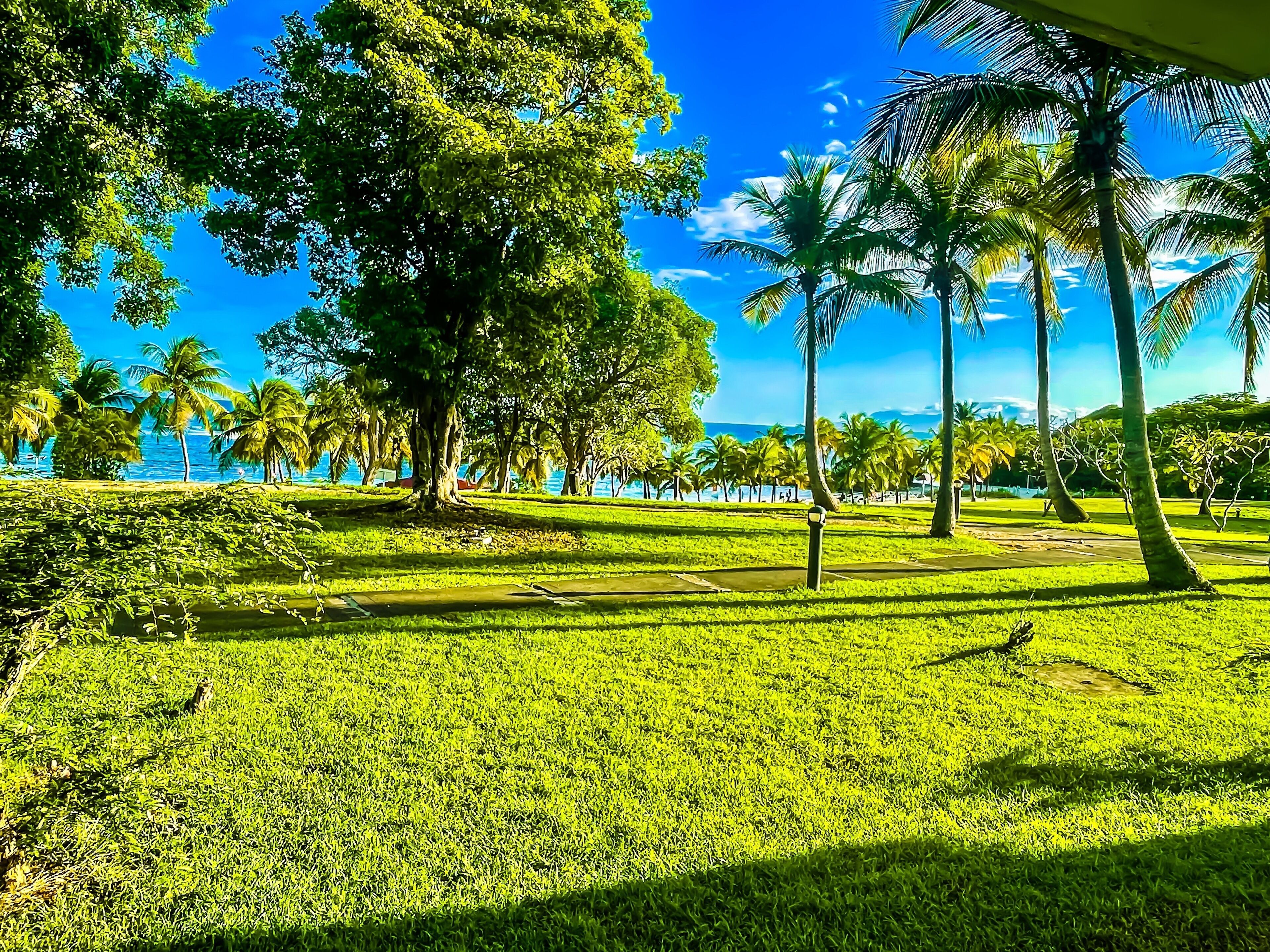 A lush green lawn with palm trees and a clear blue sky.