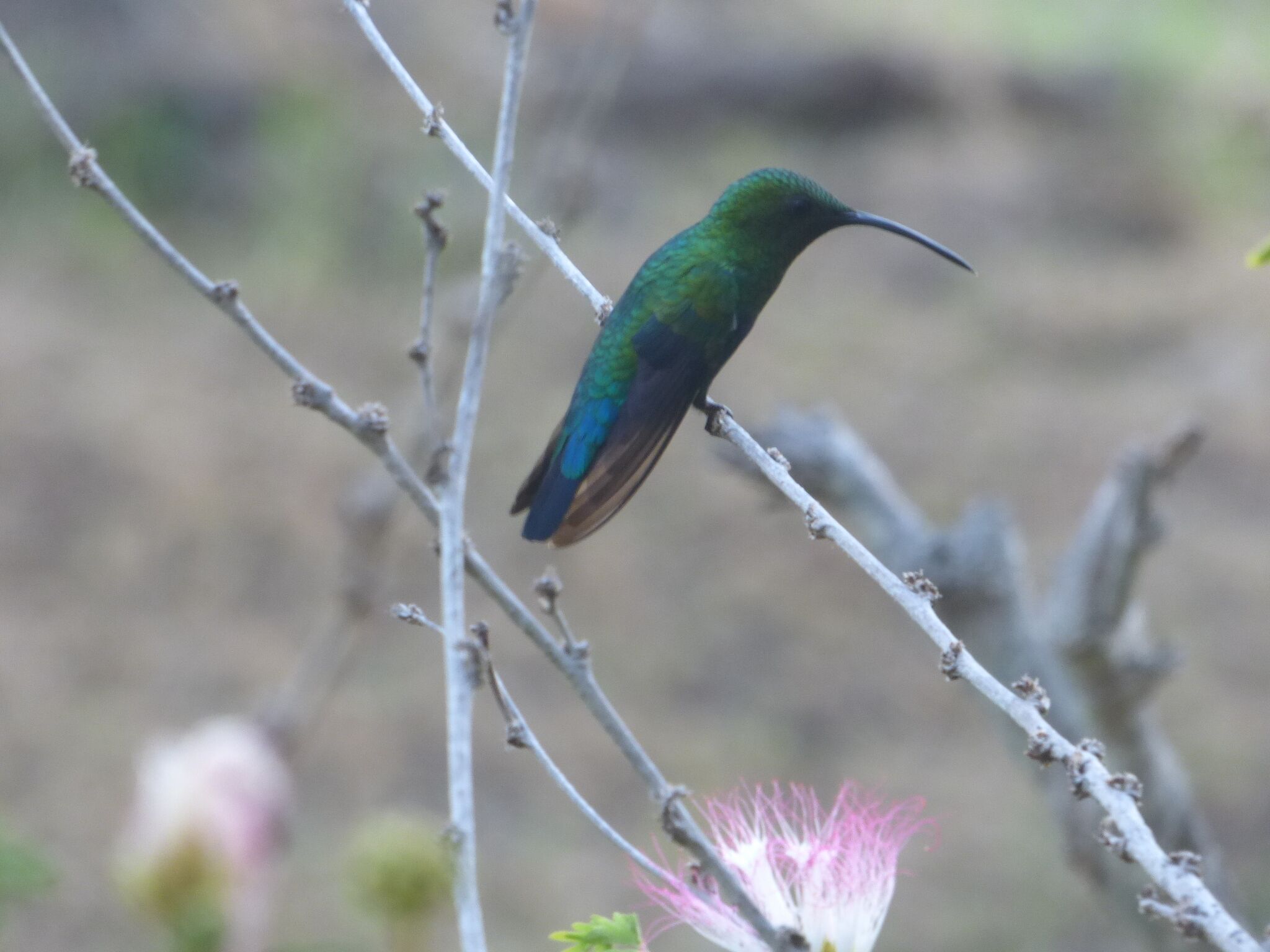 A bird perched on a branch.