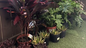 A variety of potted plants arranged on a grassy surface, likely in a garden or outdoor area. - Beachee Townhouse  (San Diego)